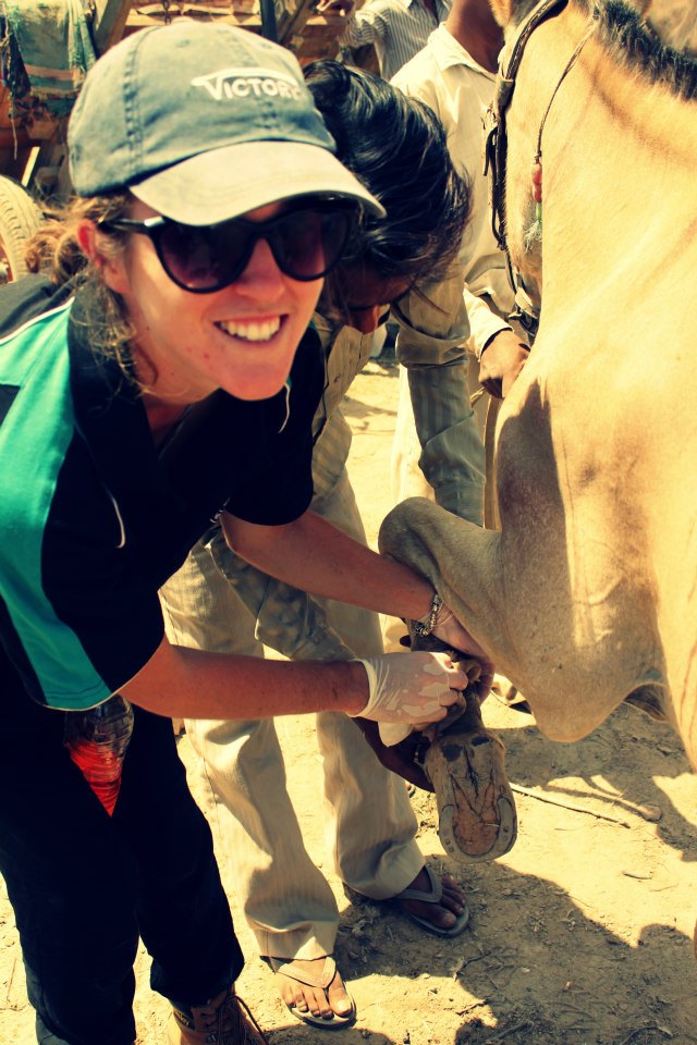 Tending to a horse on our Egypt trip